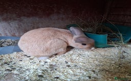 English Lop rabbits for sale:  lop bunnies for sale.  in Loughborough - Image 2