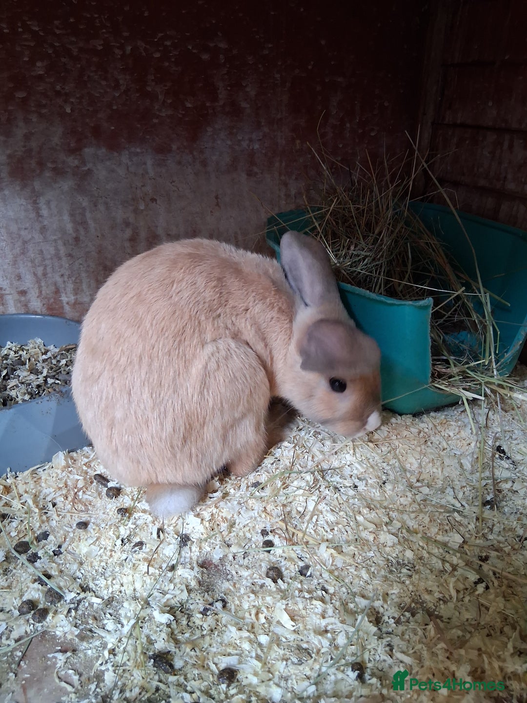 English Lop rabbits for sale:  lop bunnies for sale.  in Loughborough - Image 2