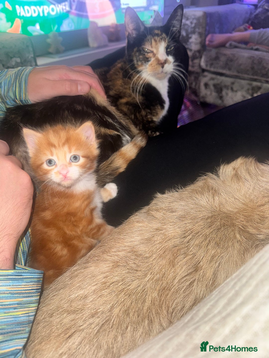 Mixed Breed cats for sale: Beautiful Male kitten  - Advert 1