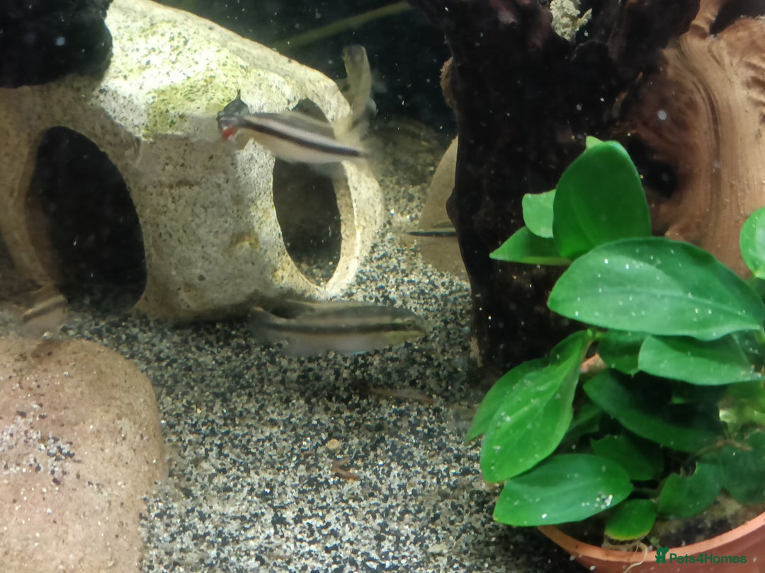 Cichlids fish for sale: Kribbines  - Image 1