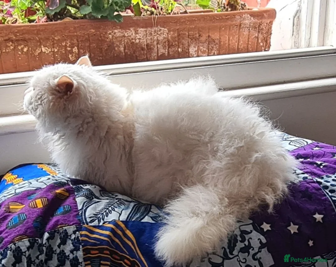 Munchkin cats for sale: Handsome Male Munchkin - Advert 2