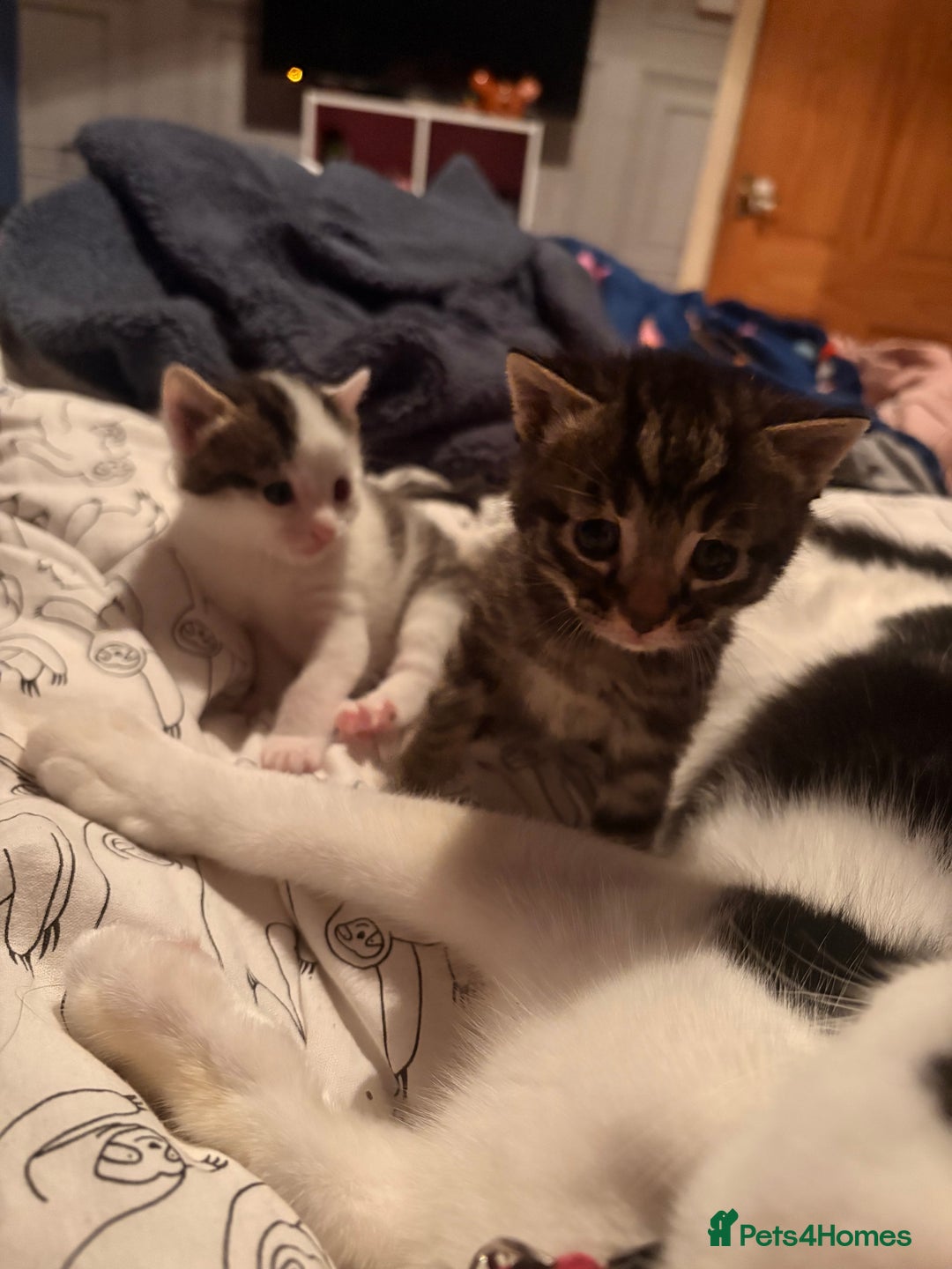Mixed Breed cats for sale: 1 Female and 1 Male - Advert 3