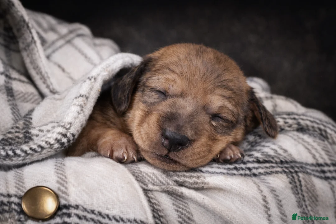 Miniature Dachshund dogs for sale: Stunning Miniature Dachshund Puppies  in Wantage - Advert 11