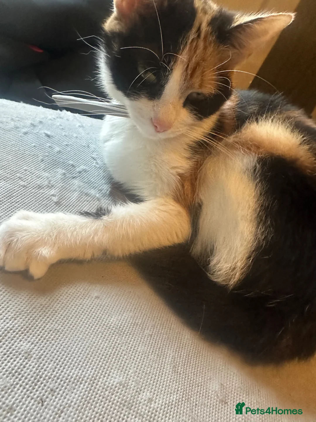 Mixed Breed cats for sale: Mother and daughter  - Advert 1