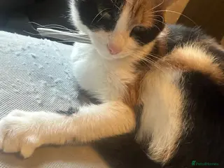 Mixed Breed cats Mother and daughter - Advert 2