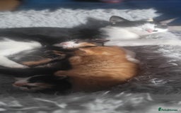 Mixed Breed cats for sale: Beautiful kittens needing loving homes - Image 7