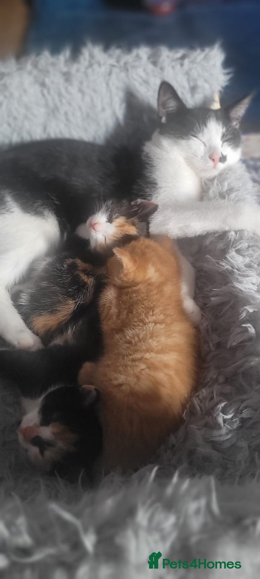 Mixed Breed cats for sale: Beautiful kittens needing loving homes - Image 7