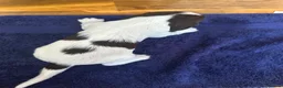 English Springer Spaniel dogs for sale: *One puppy left* KC English Springer Puppies - Advert 24