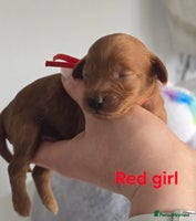 Cavapoo dogs - Advert 2