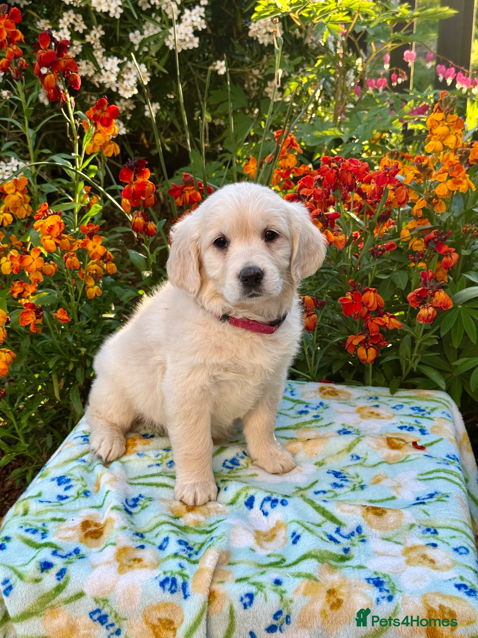 Goldendoodle dogs for sale: 1 boy left teddy bear like mini Goldendoodles  - Advert 5