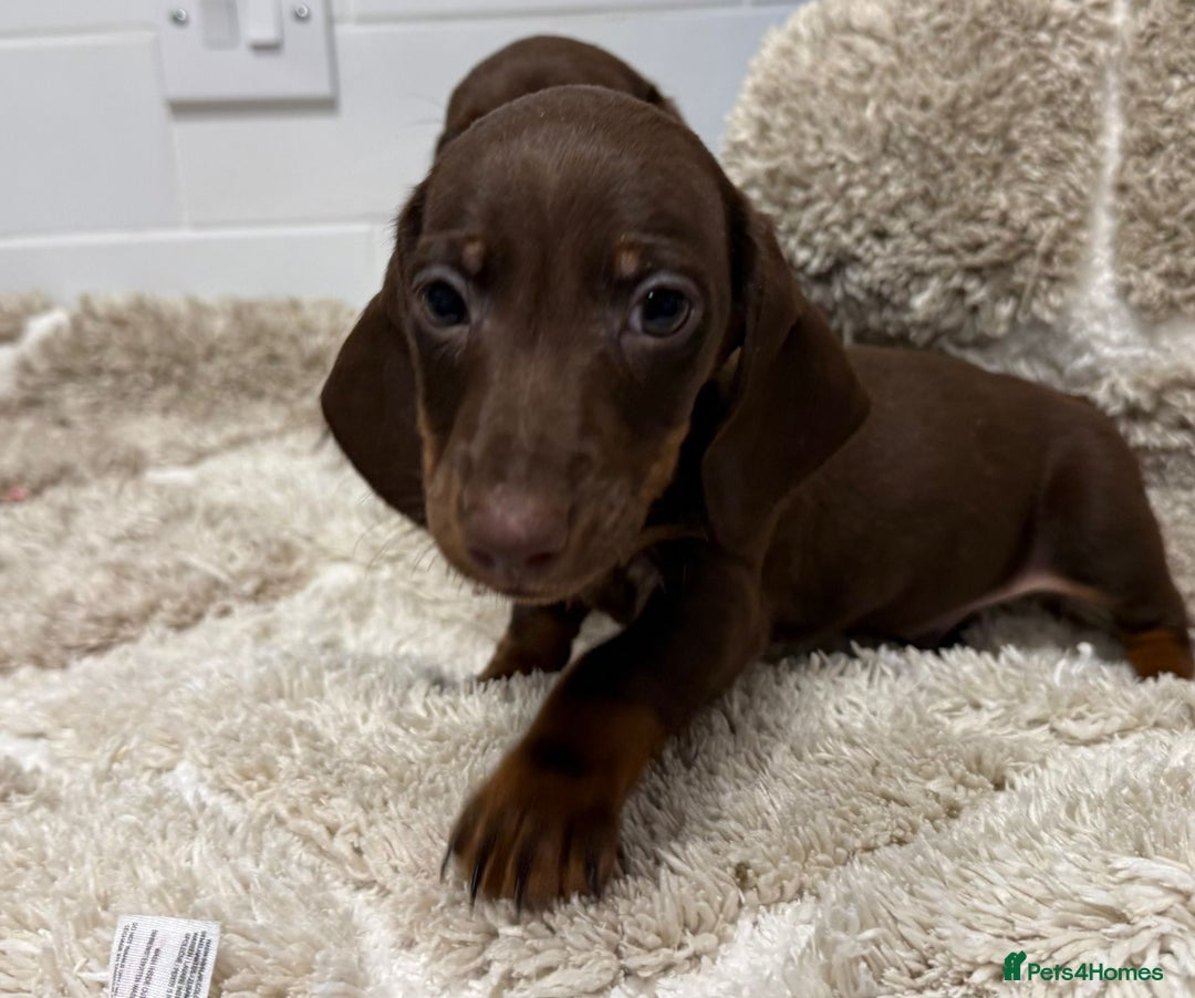 Miniature Dachshund dogs for sale: Miniature dachshunds. - Advert 3