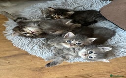 Persian cats for sale: Gorgeous Persian Cross Kittens - Image 6