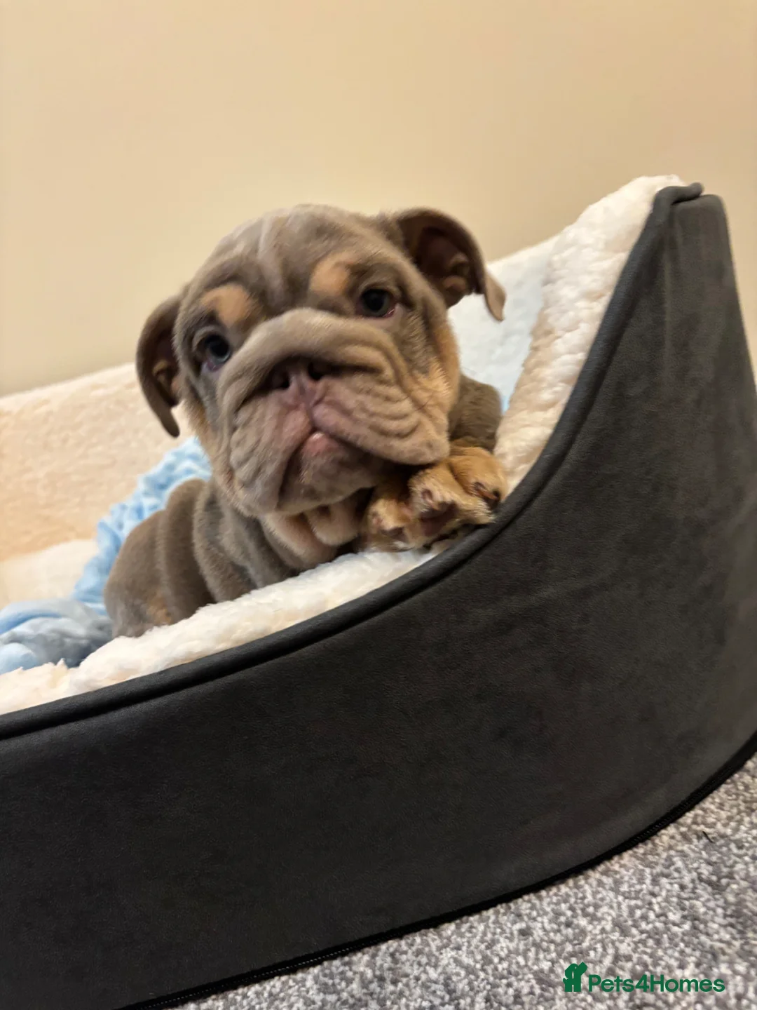 English Bulldog dogs for sale: English Bulldog Puppy KC registered, Champions BL  - Advert 12