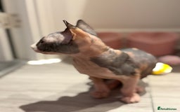 Sphynx cats for sale: Sphynx girl - Image 5