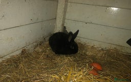Alaska rabbits for sale: Alaskan rabbits  - Image 3