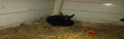Alaska rabbits for sale: Alaskan rabbits  - Advert 3