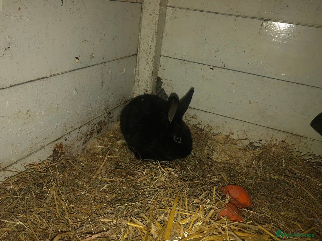 Alaska rabbits for sale: Alaskan rabbits  - Image 3