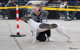 Whippet dogs for sale: ✅️ Ready to leave - KC whippets 🧡 - Image 36