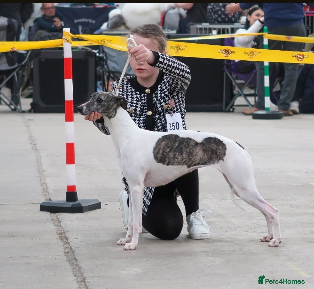 Whippet dogs for sale: ✅️ Ready to leave - KC whippets 🧡 - Image 36