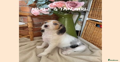 Mixed Breed dogs in Rhayader - Advert 9