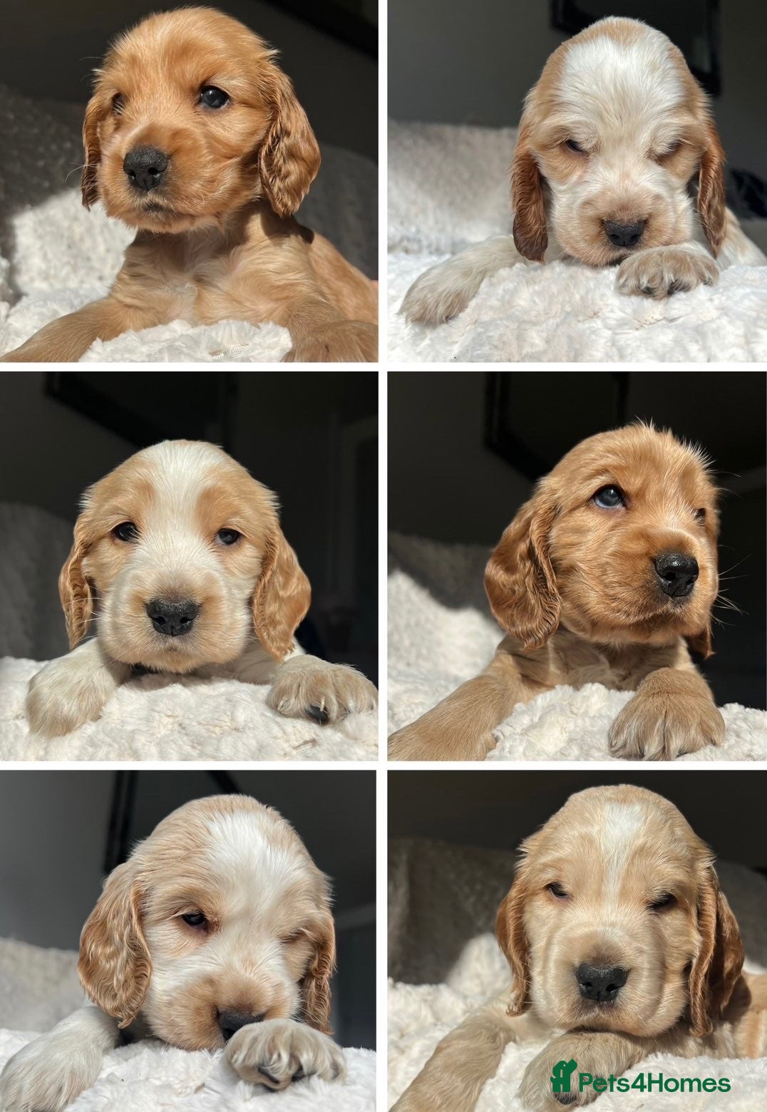 Cocker Spaniel dogs 6 KC Registered Show Type Cocker Spaniels - Advert 1