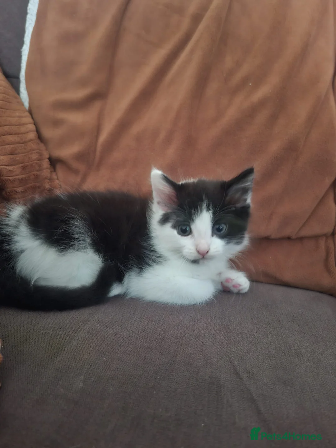Mixed Breed cats for sale: Our last kitten - Advert 2