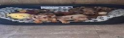 Miniature Dachshund dogs for sale: Minature daschunds puppys  in Ferndown - Advert 9