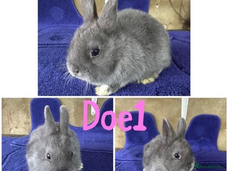 Netherland Dwarf rabbits - Advert 32