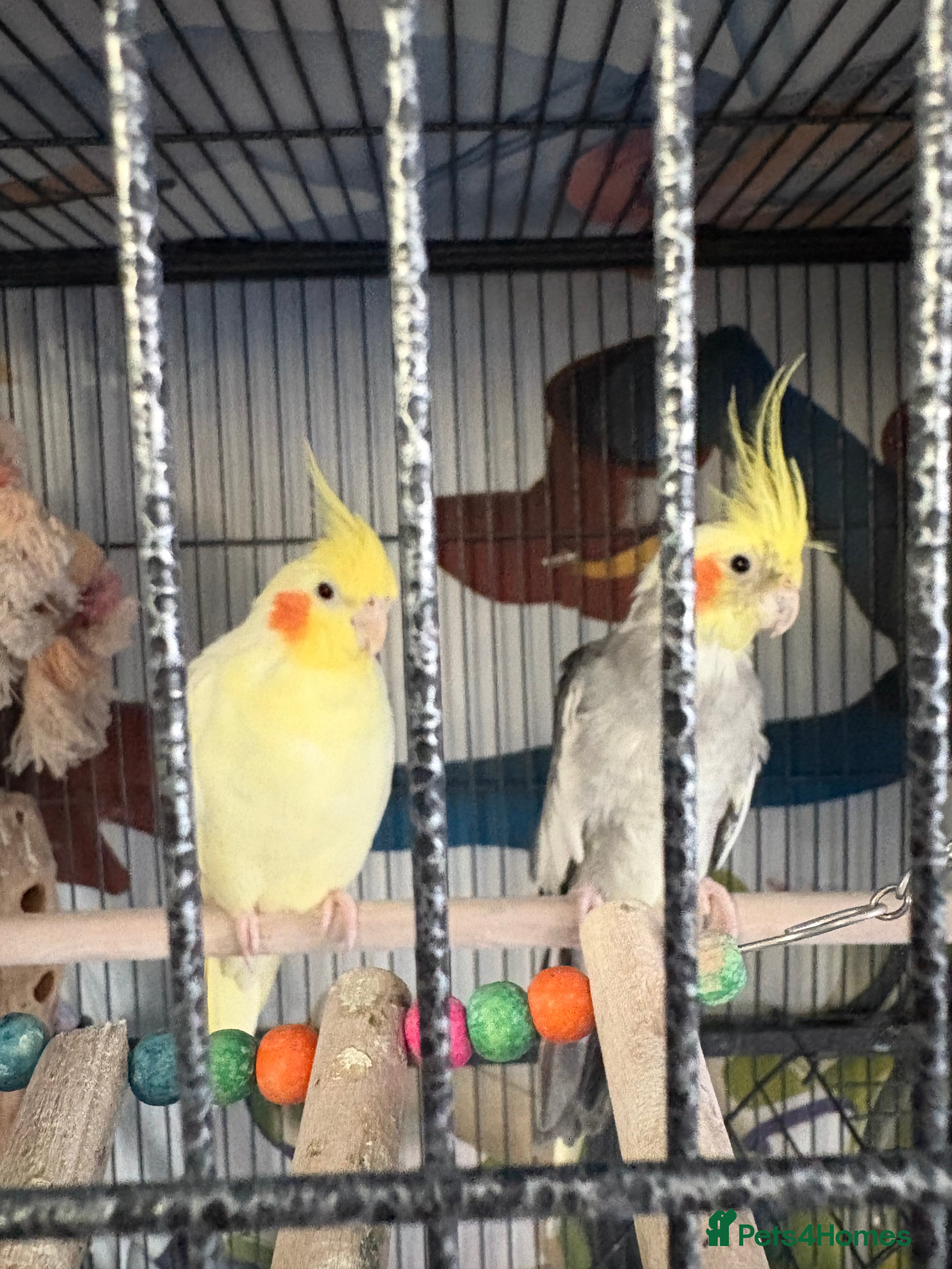 Cockatiels birds Pair of cockatiels- male and female  - Advert 6
