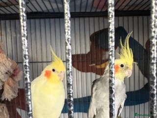 Cockatiels birds Pair of cockatiels- male and female - Advert 5