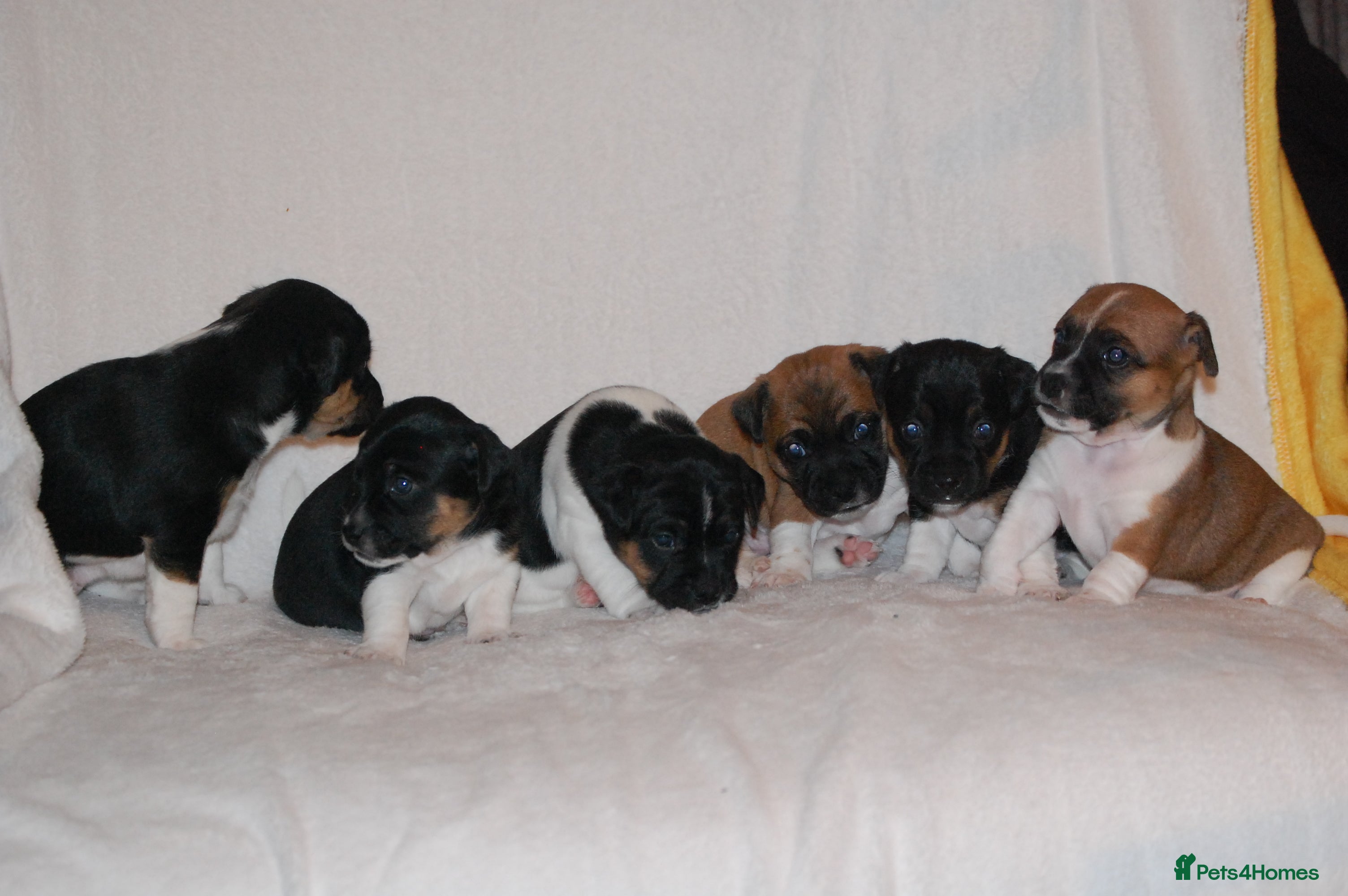 Mixed Breed dogs Jug puppies  in Dundee - Advert 4