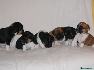 Mixed Breed dogs Jug puppies in Dundee - Advert 4