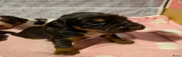 Cocker Spaniel dogs for sale: ⭐REDUCED READY NOW 1 LEFT ⭐Cocker spaniel male - Advert 25