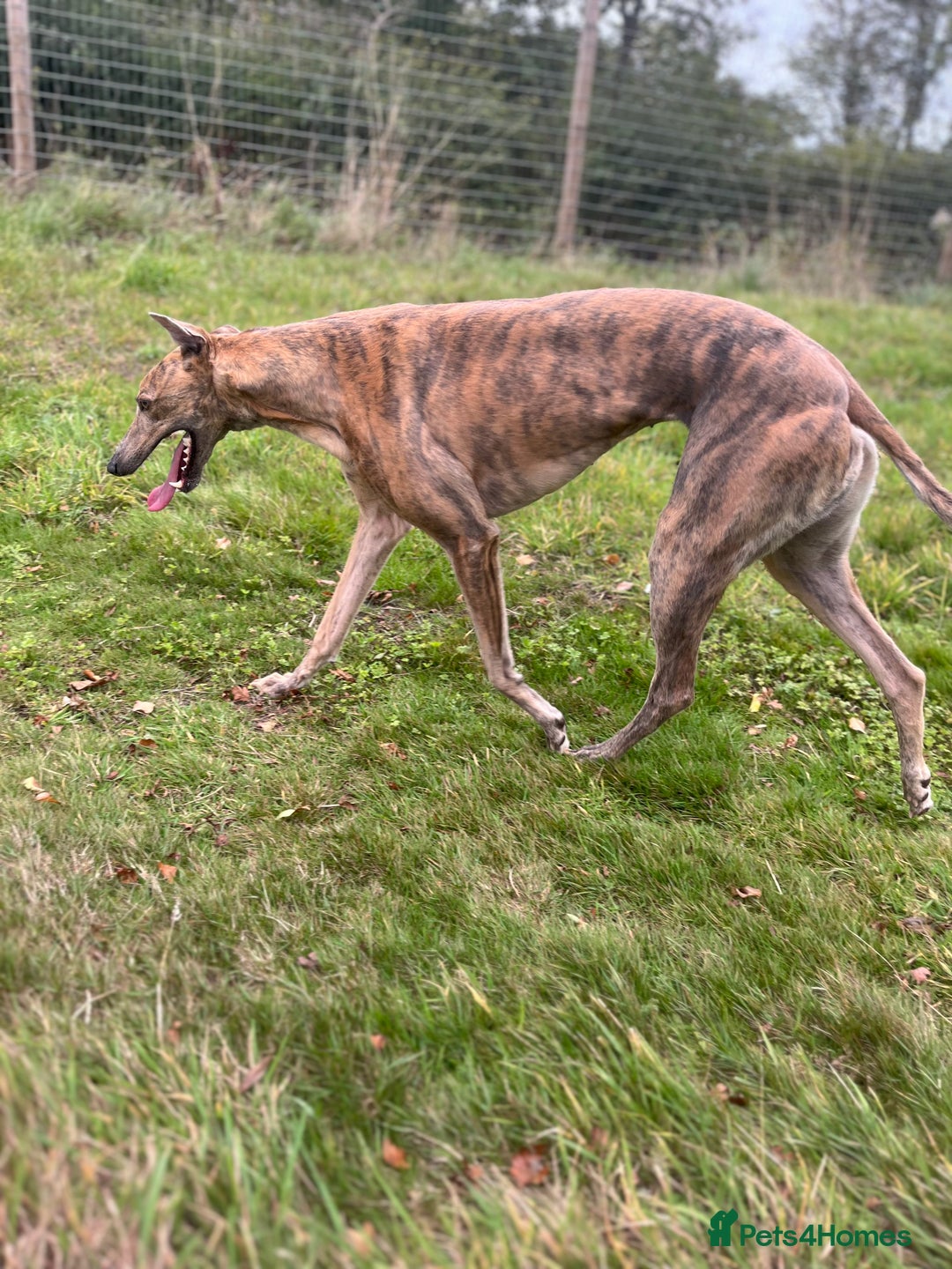 Greyhound dogs for sale: 4 year old female Greyhound  - Image 2