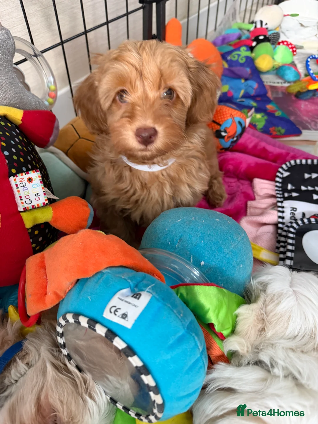 Maltipoo dogs for sale: Beautiful happy health tested Maltipoo fur babies  - Advert 31