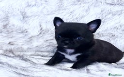 Chihuahua dogs for sale: KC REG HEALTH TESTED CHIHUAHUA BABIES - Image 4