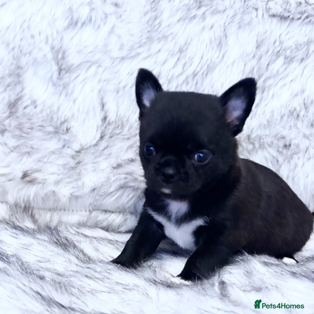 Chihuahua dogs for sale: KC REG HEALTH TESTED CHIHUAHUA BABIES - Image 4
