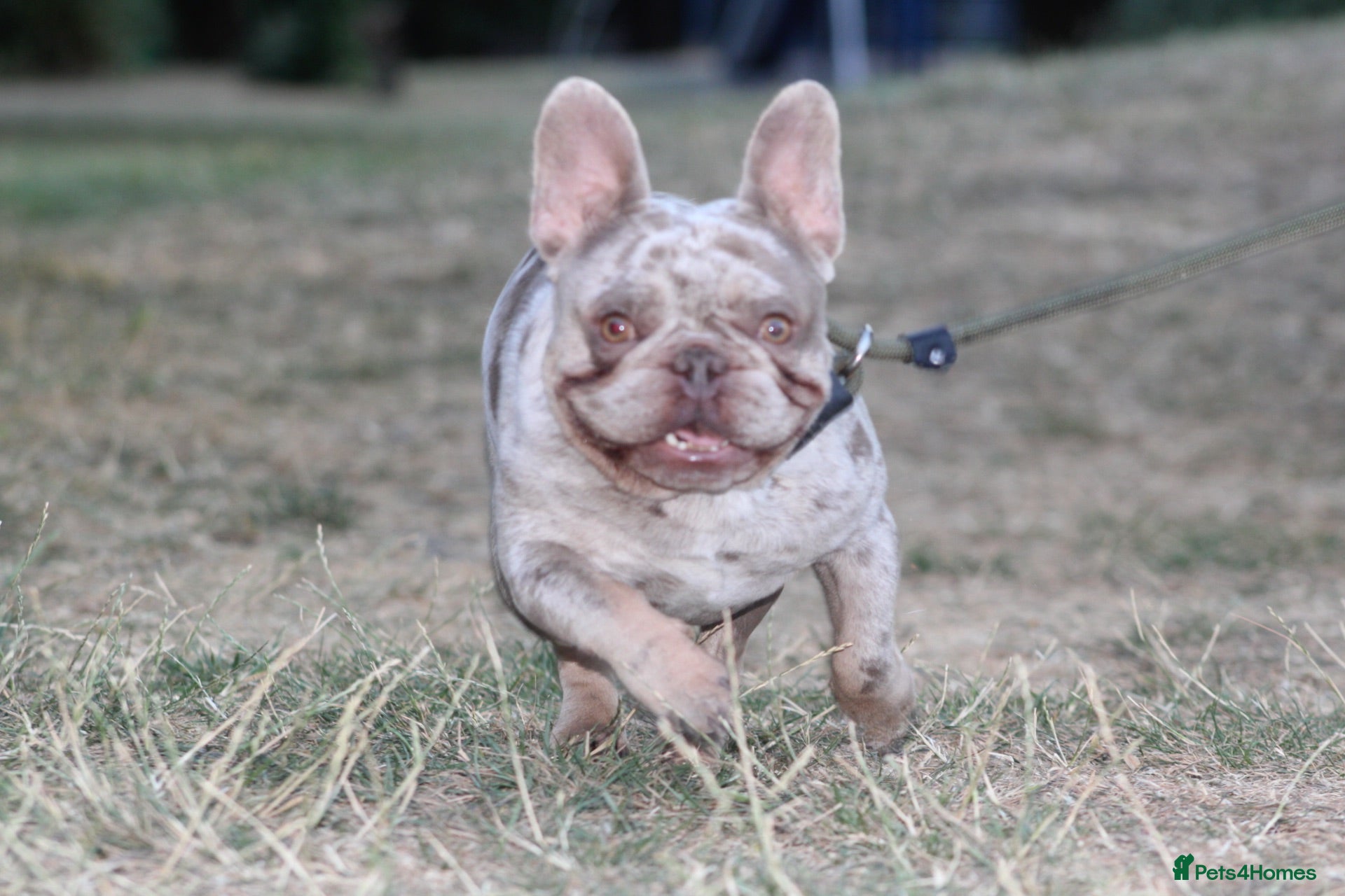 French Bulldog dogs Isabella & tan merle - Advert 1