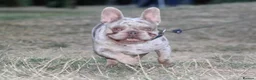 French Bulldog dogs for stud: Isabella & tan merle - Advert 6