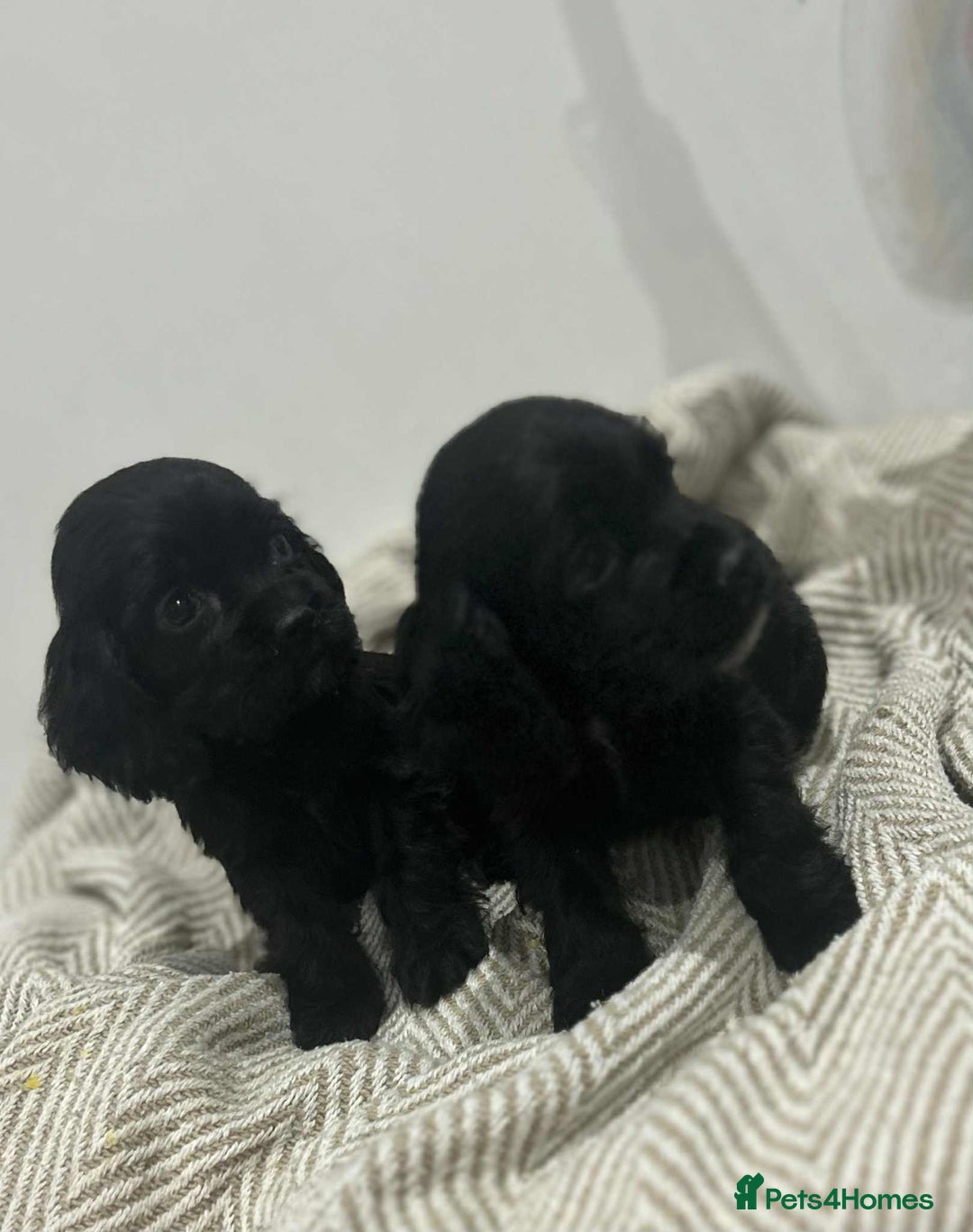 Mixed Breed dogs for sale: American x working cocker spaniel - Advert 13