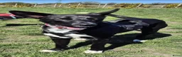 Mixed Breed dogs for adoption: Buddy - Advert 7