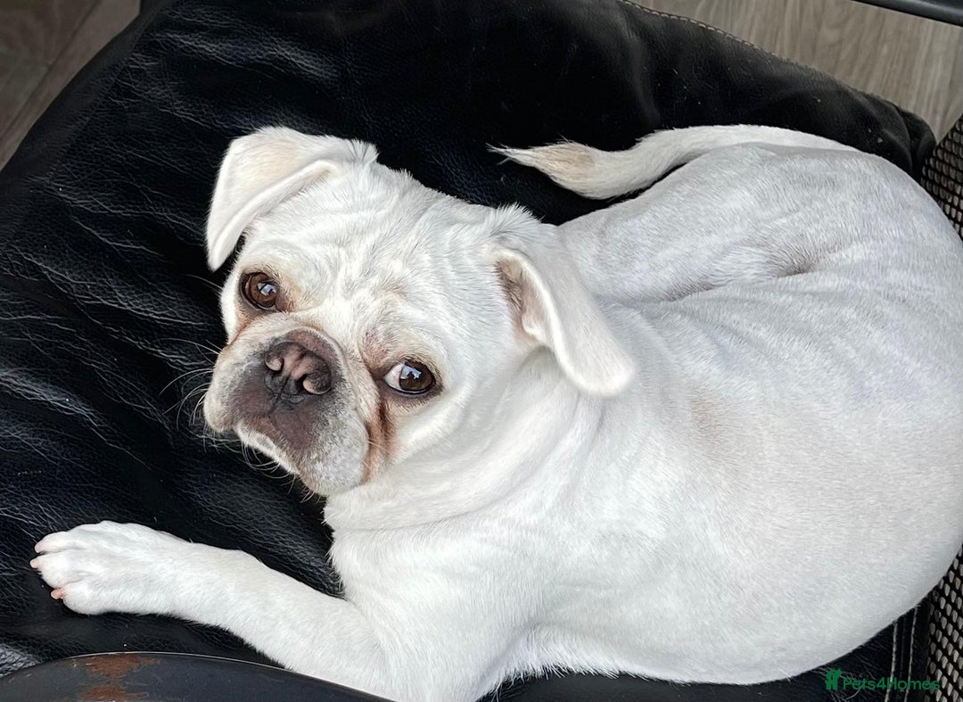 Pug dogs for sale: beautiful rare colour pug puppies - Advert 11