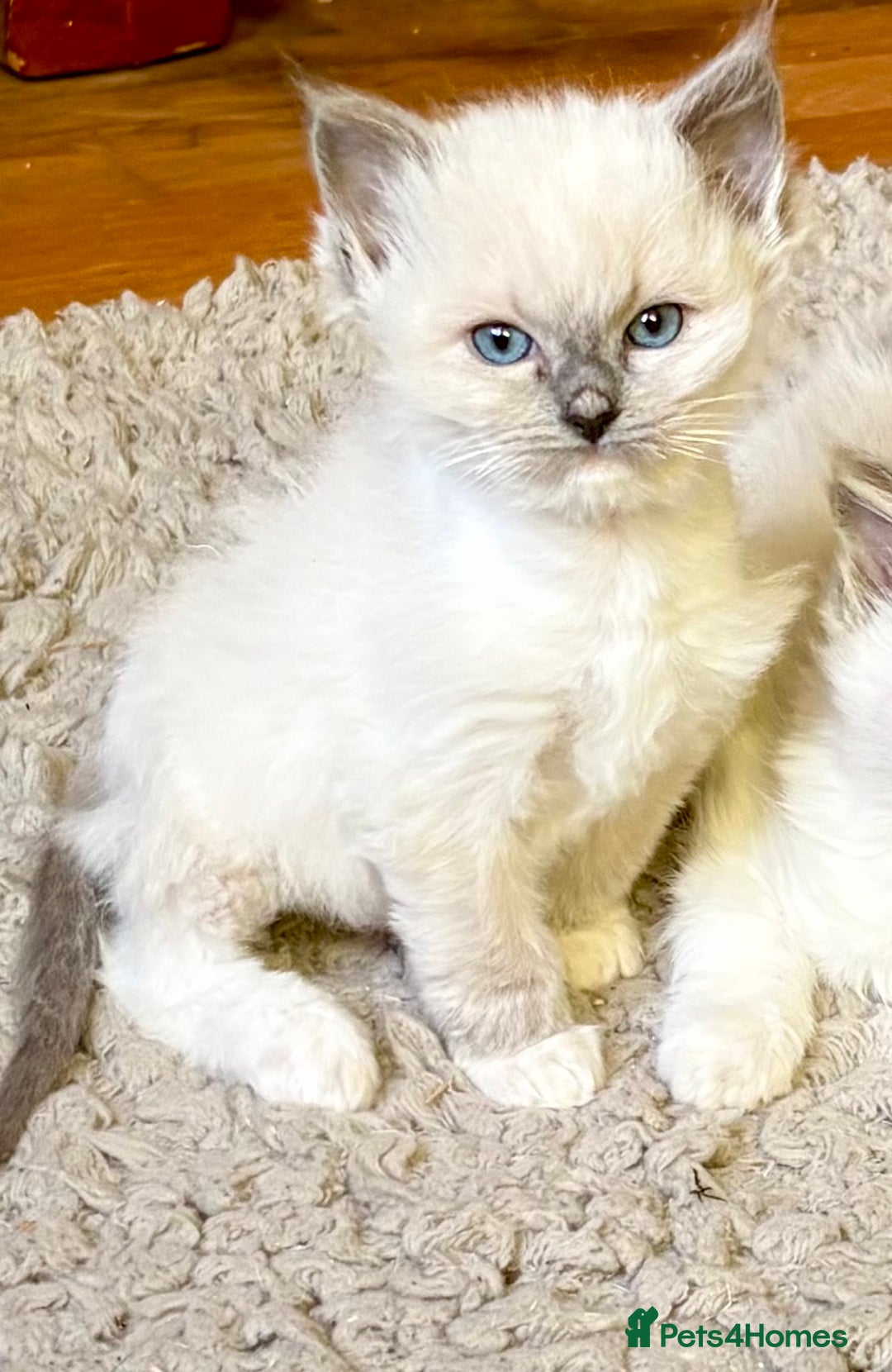 Ragdoll cats for sale: RAGDOLL KITTENS PURE BRED - Advert 11
