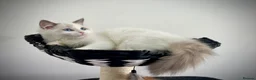 Ragdoll cats for sale: Only one kitten left! Don’t miss out! - Advert 6