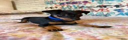 Miniature Pinscher dogs for sale: Miniature Pinscher Puppies for sale  - Advert 18