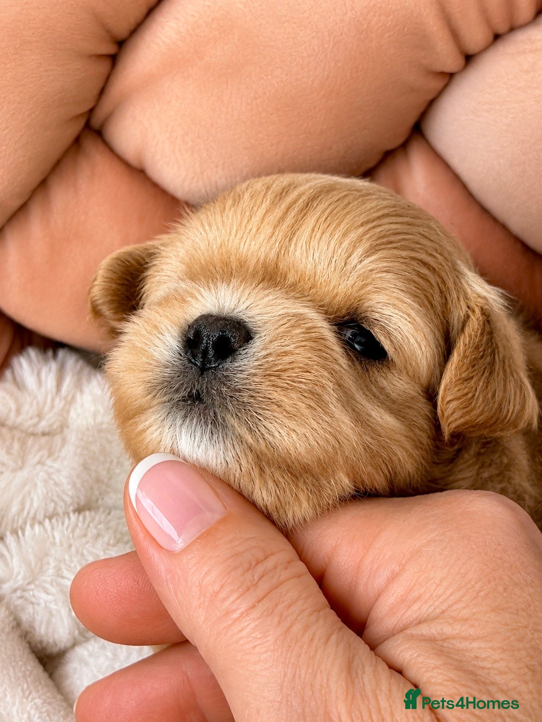 Maltipoo dogs 💎 Prestige Luxury Maltipoo DNA Tested  Parents 💎 - Advert 16
