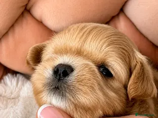 Maltipoo dogs 💎 Prestige Luxury Maltipoo DNA Tested Parents 💎 - Advert 16