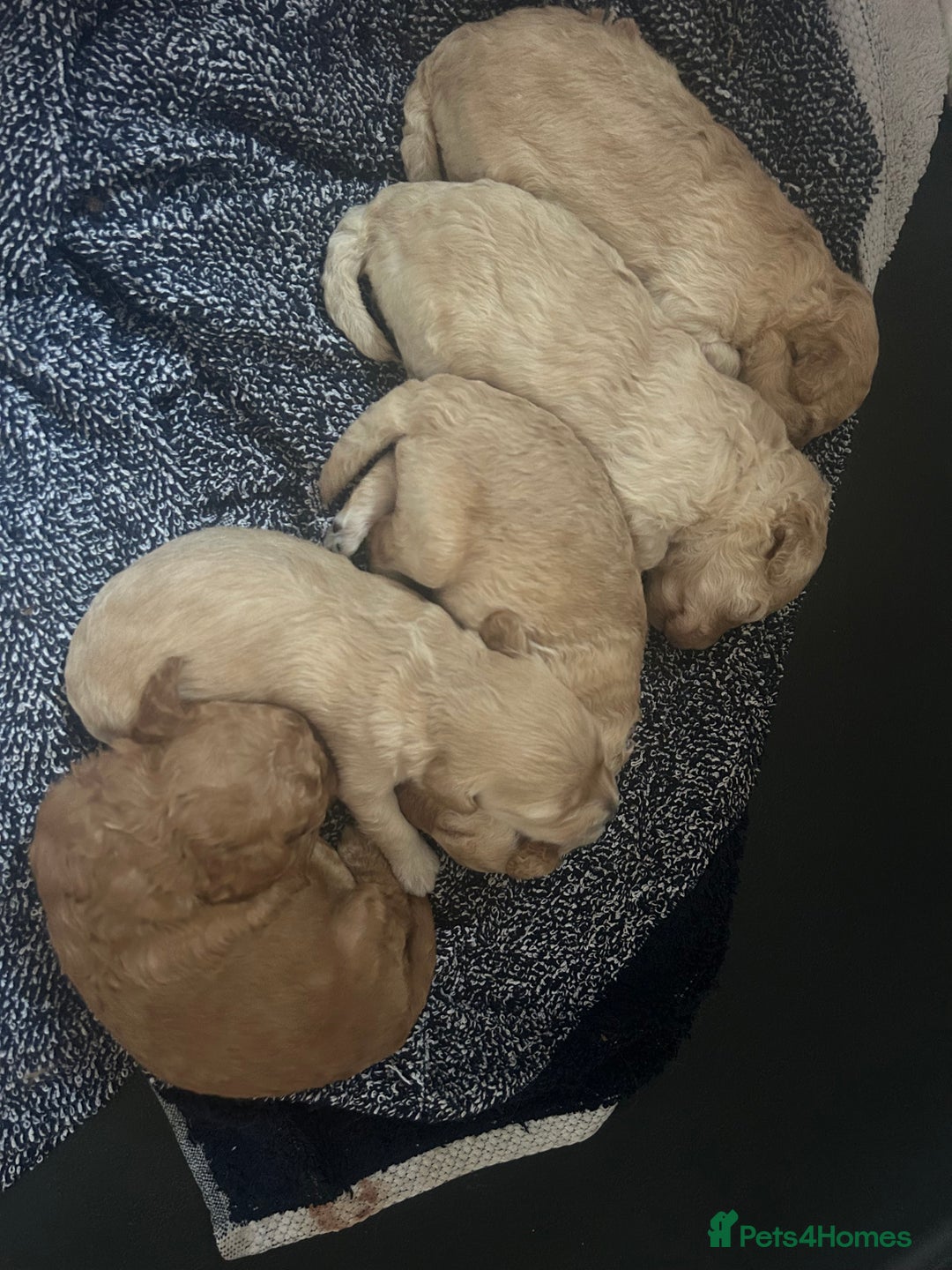 Cockapoo dogs for sale: cockapoo babies  - Image 17