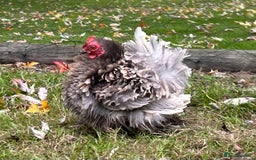 Chickens poultry for sale: X4 Pekin Bantam Hens - Image 3