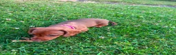 Miniature Dachshund dogs for sale: Stunning KC Miniature Dachshunds in Wednesbury - Advert 2